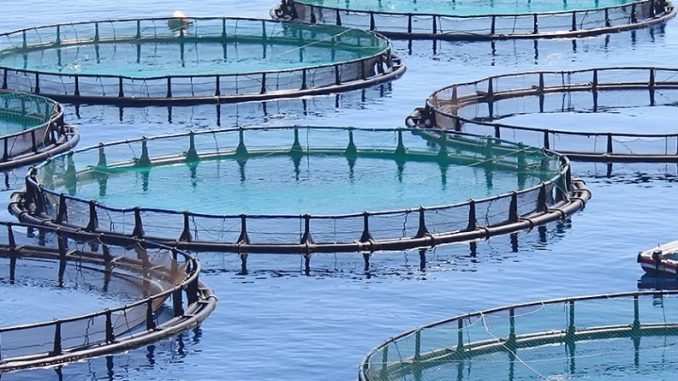 Compensação dos Custos Suplementares para os Produtos da Pesca e da Aquicultura na Região Autónoma da Madeira - Ano 2024
