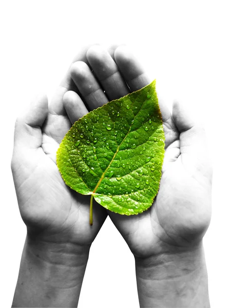 Ações de “Proteção e conservação da natureza e da biodiversidade” incluídas em planos de cogestão de áreas protegidas – Região Centro