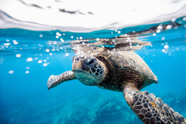 The ocean-climate-biodiversity-people nexus: uncovering safe operating space for safeguarding the integrity and health of the global ocean
